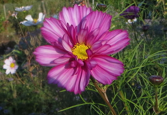 tuin05a.jpg