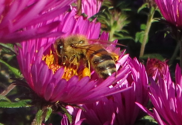tuin06.jpg