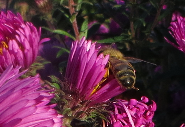 tuin06a.jpg