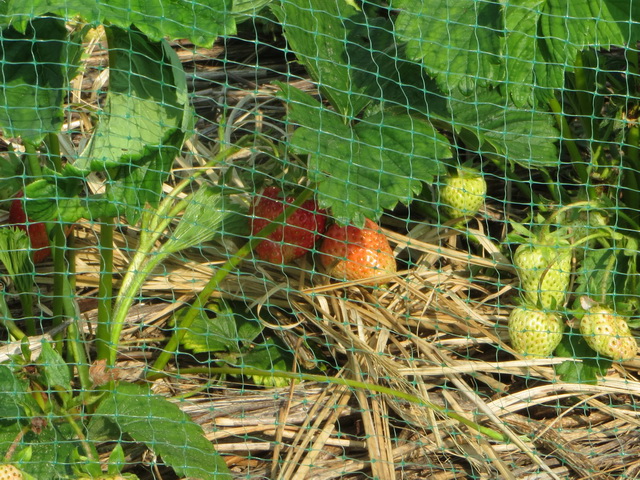 tuin07.jpg