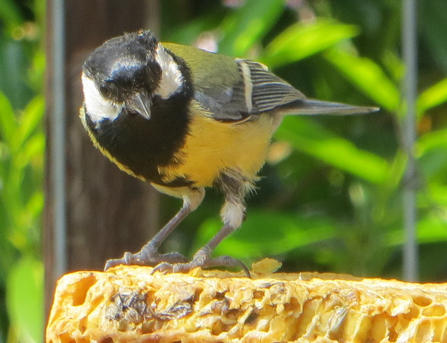 tuin09.jpg