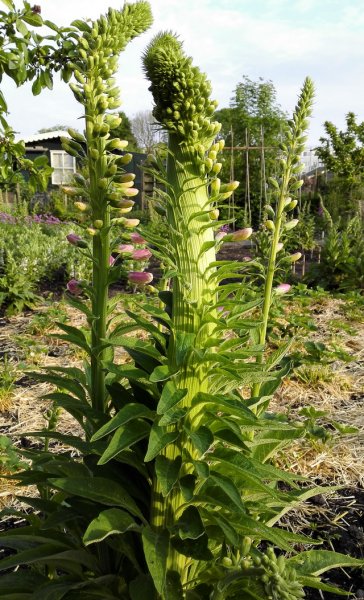 tuin10.jpg