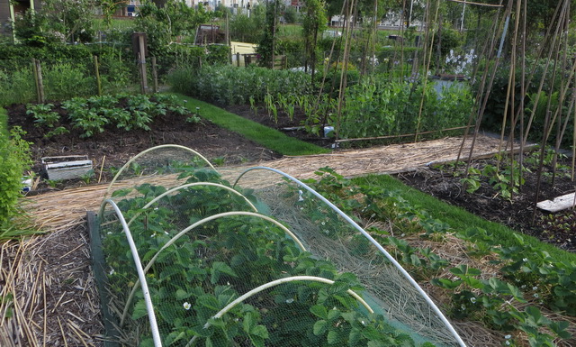 tuin11.jpg