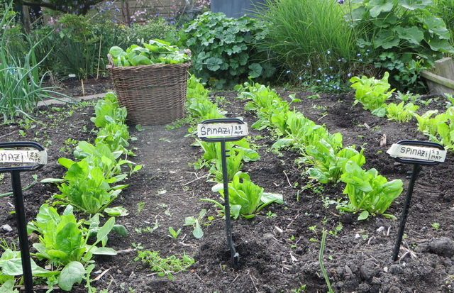 tuin12.jpg