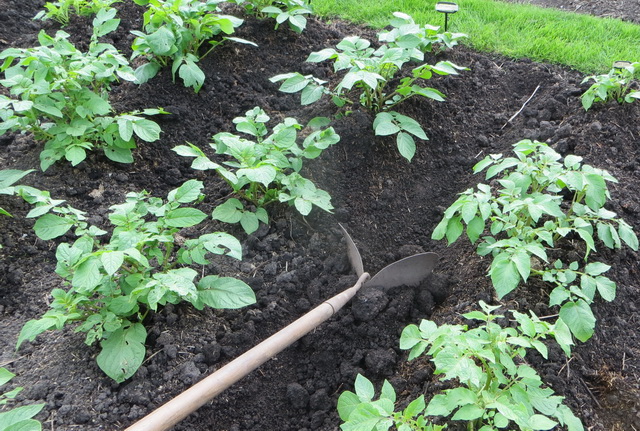 tuin13a.jpg