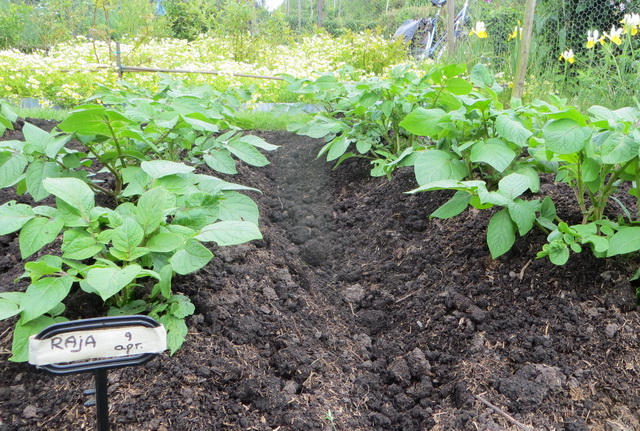 tuin13b.jpg