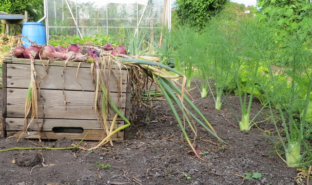 tuin2.jpg