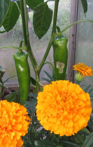 tuin3.jpg