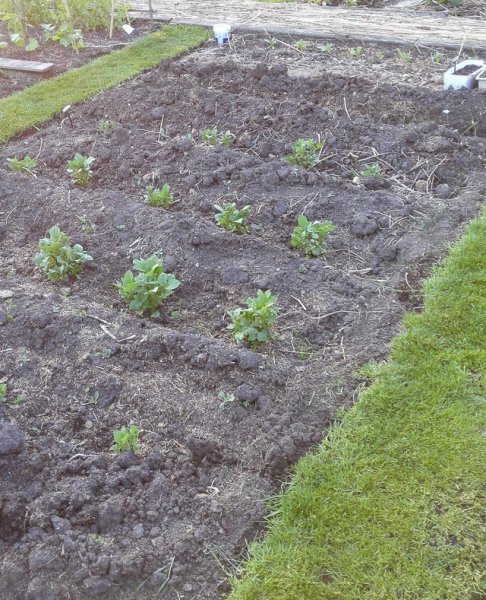 tuin3.jpg