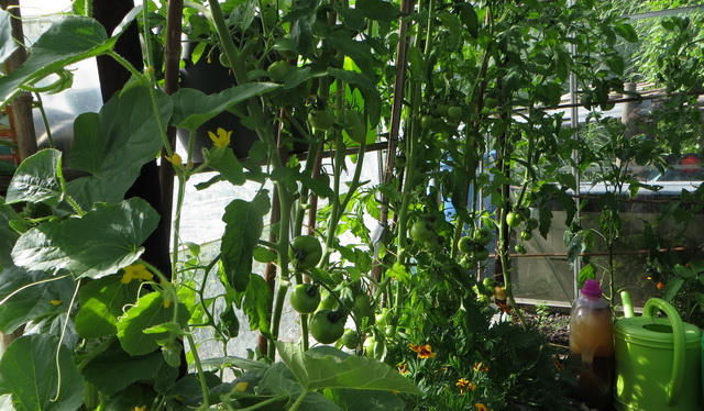 tuin3.jpg
