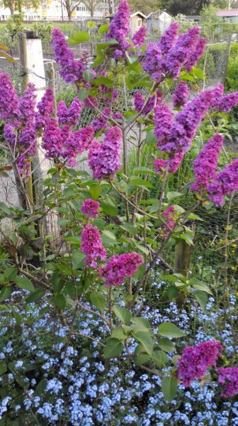 tuin4.jpg