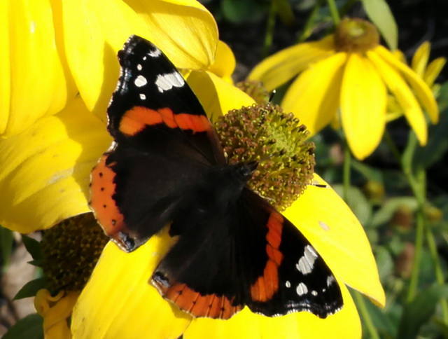 tuin5.jpg