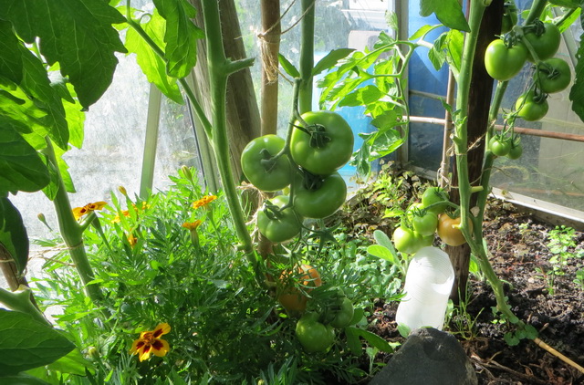 tuin5.jpg