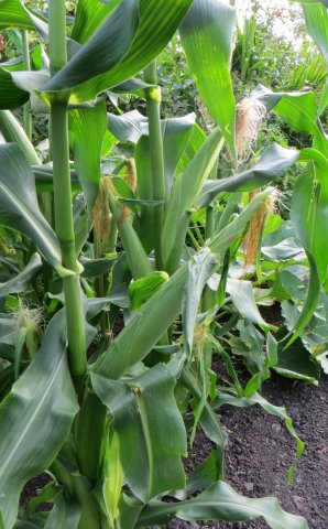 tuin6.jpg
