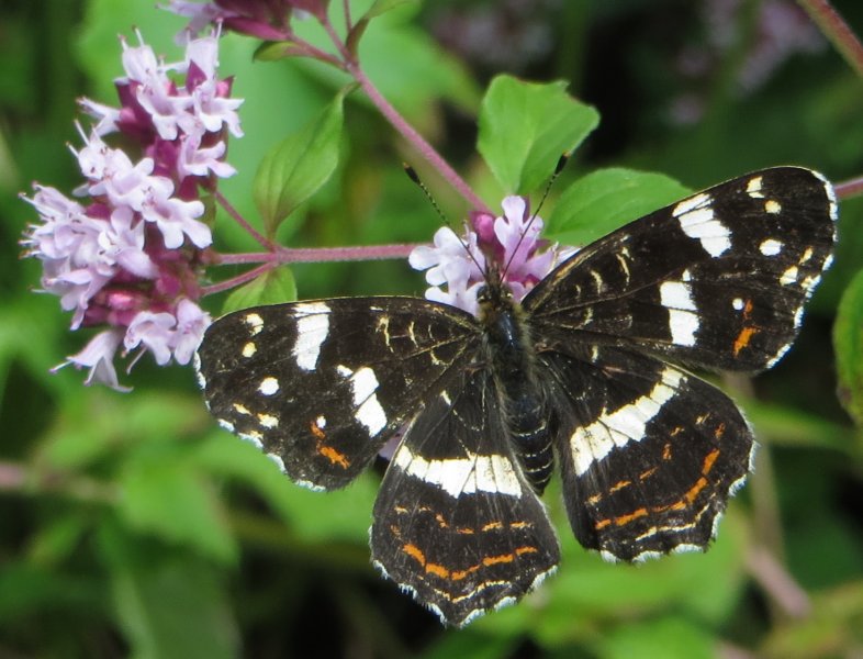 tuin6a.jpg