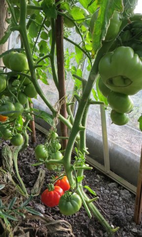 tuin7.jpg