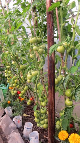 tuin8.jpg