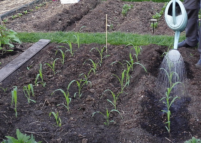tuin9.jpg