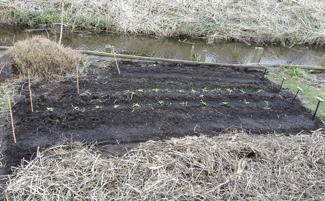 tuin9a.jpg