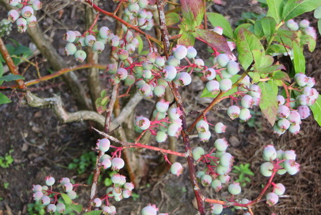 tuin9c.jpg