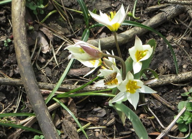 Tulipa.jpg
