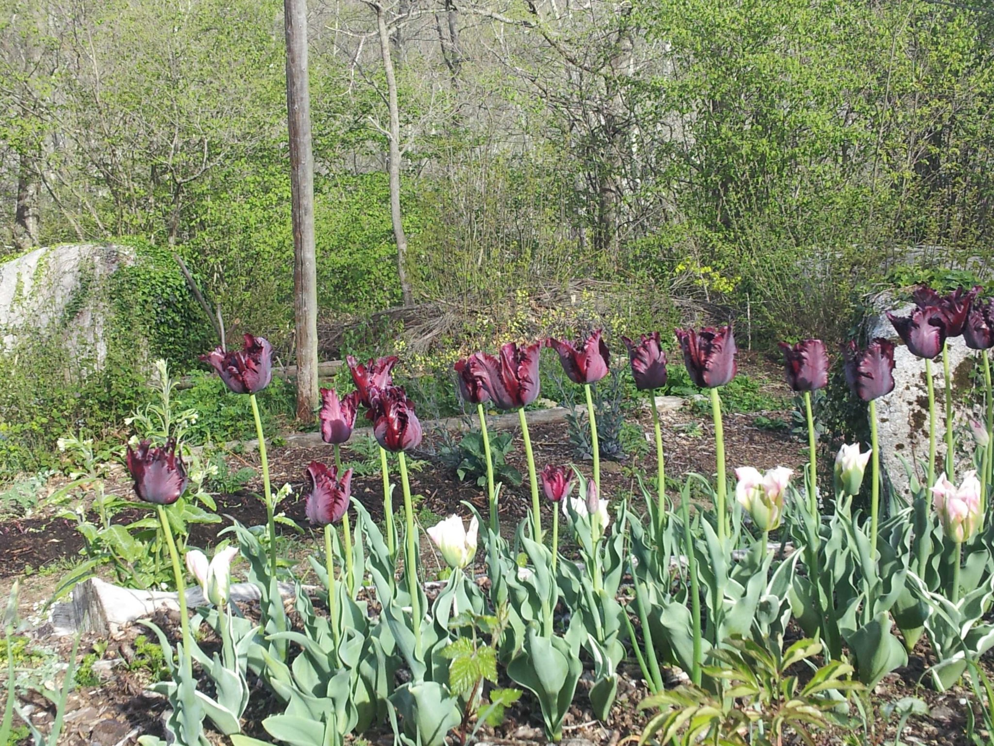 tulips.jpg