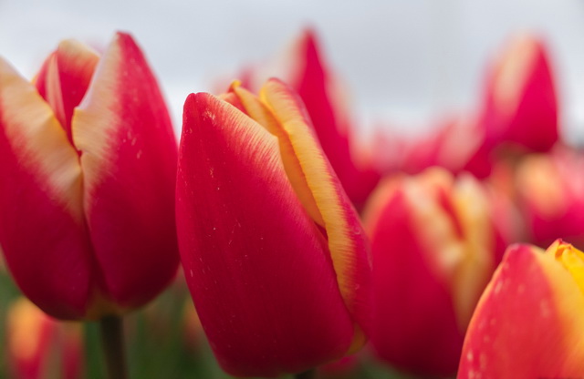 tulp2a.jpg