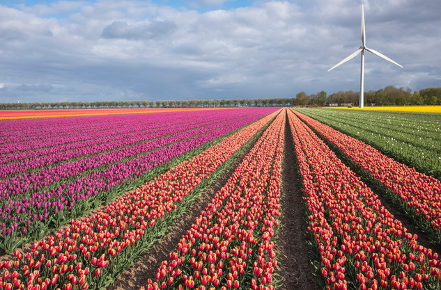tulp3.JPG