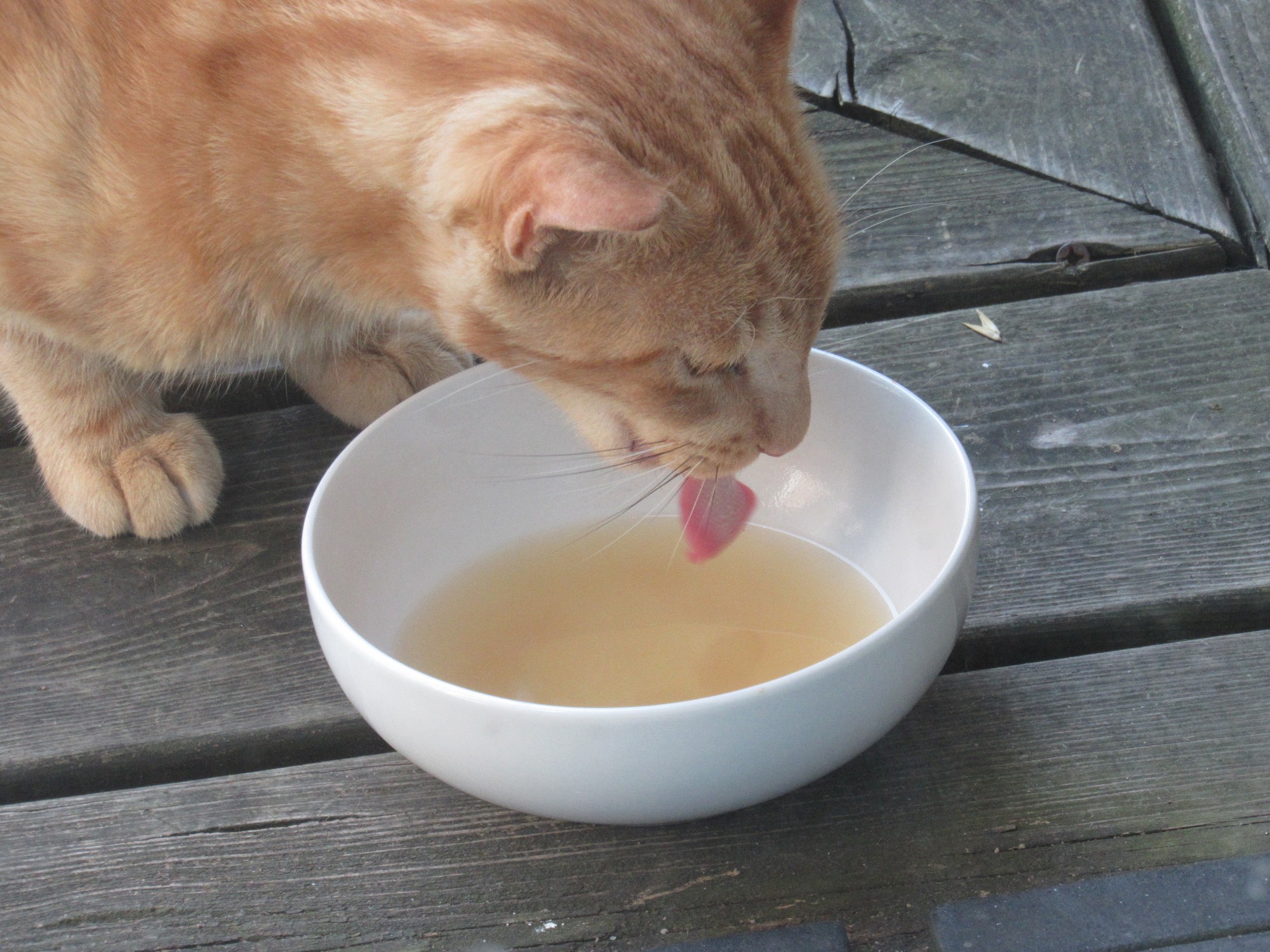 Tuna lovin' Buddy.jpg