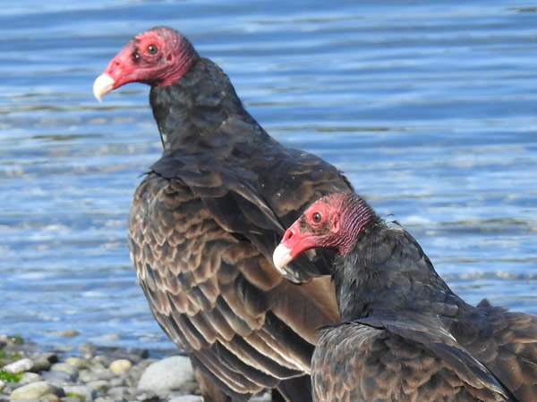 turkey vultures.jpg
