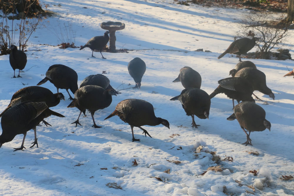 turkeys.jpg