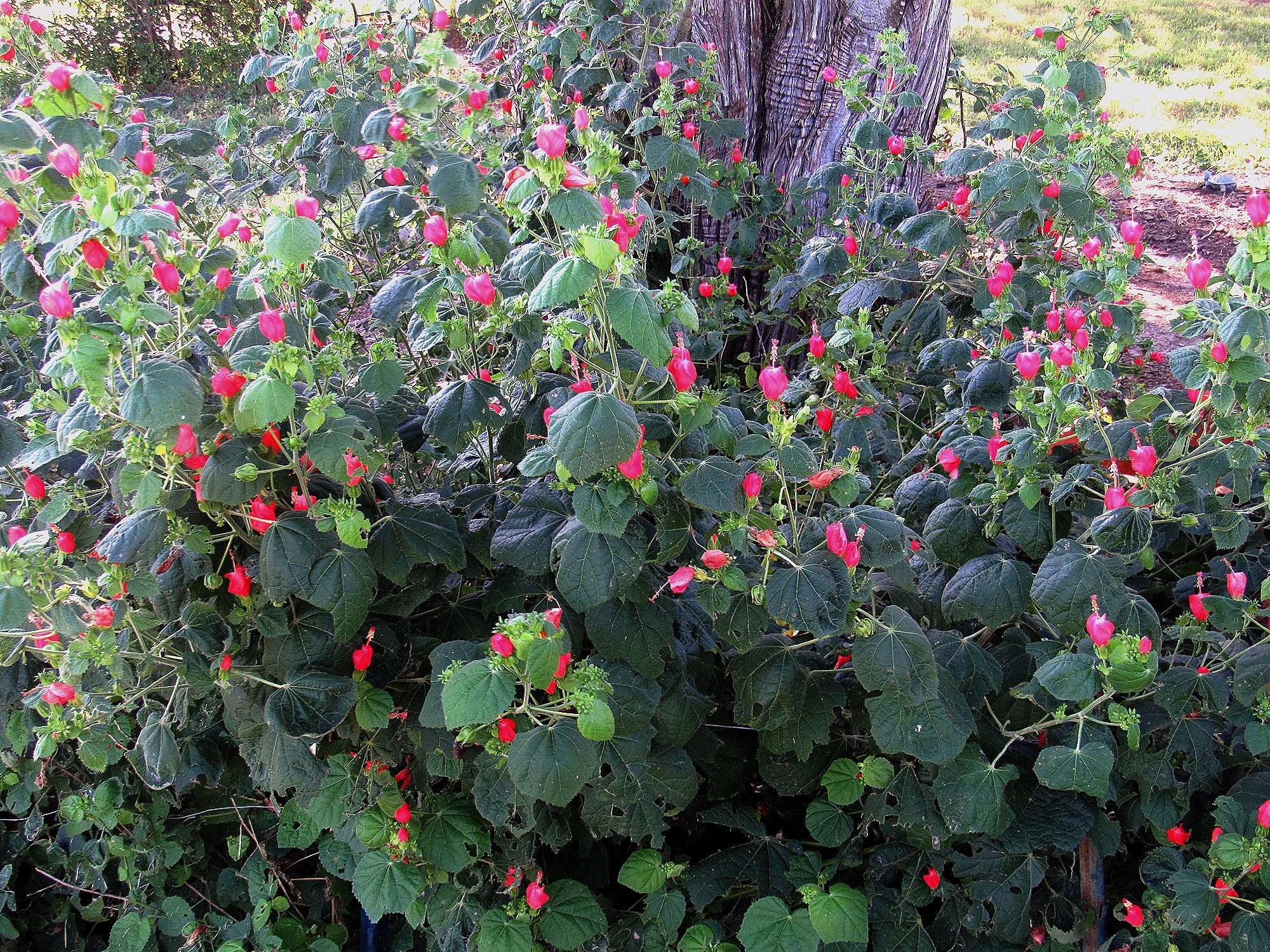 Turks Cap c.jpg