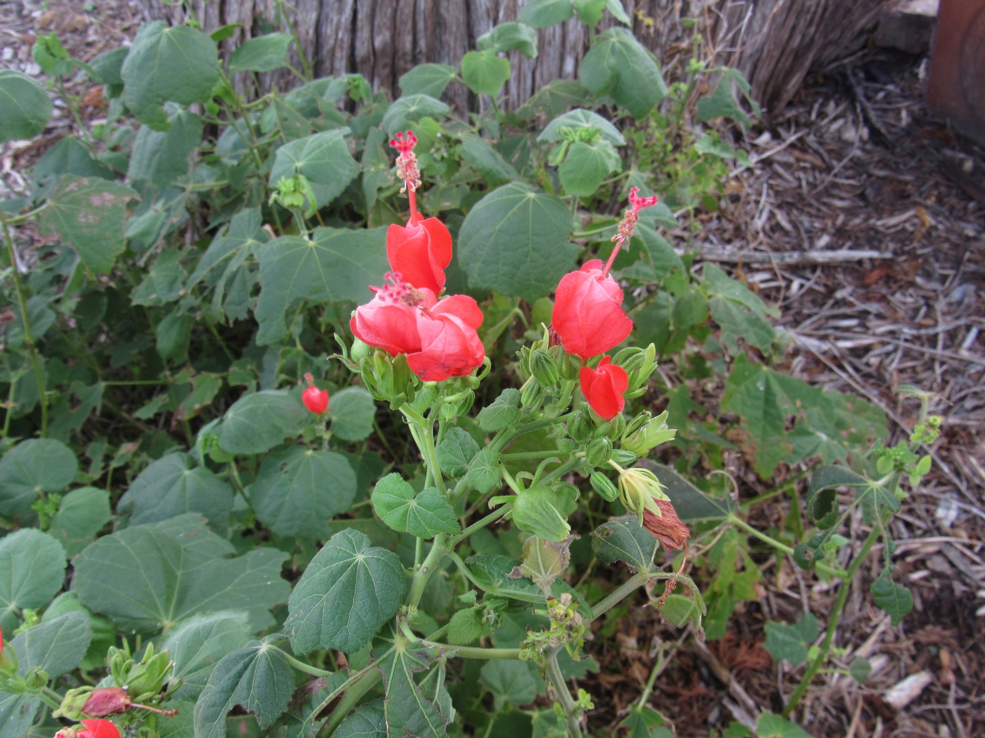 Turk's cap.jpg