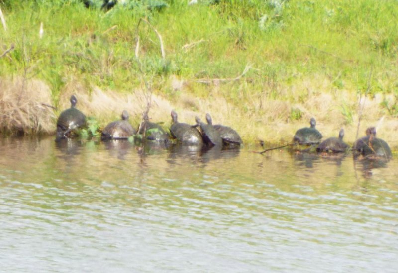 Turtles.jpg