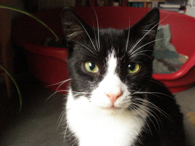 Tux..jpg