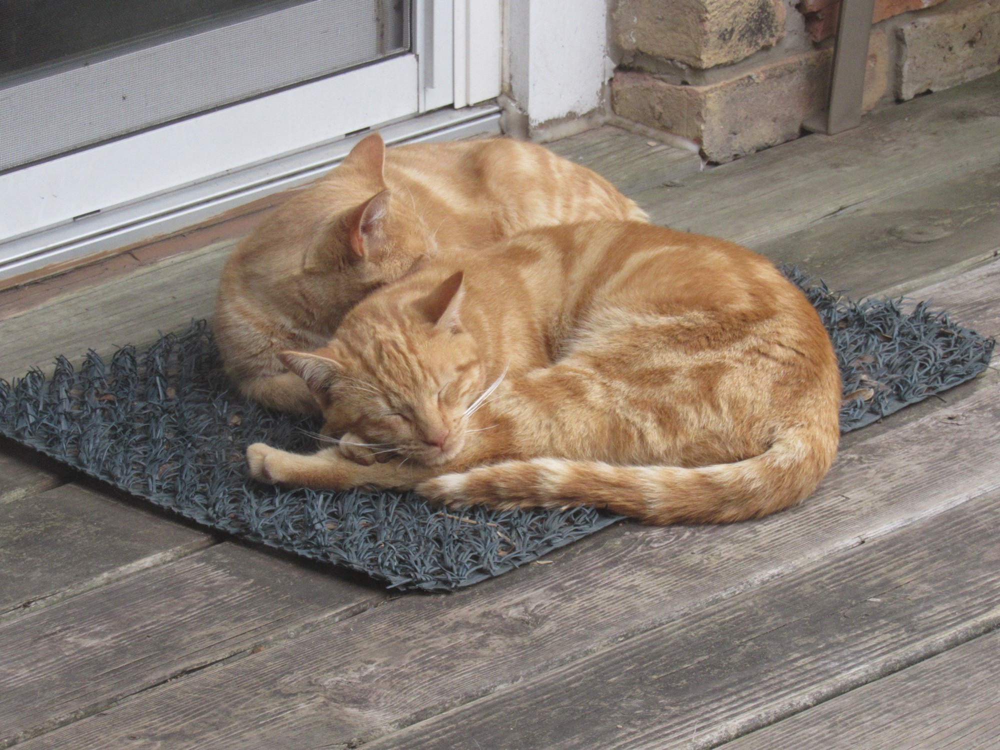 My cat mat shop
