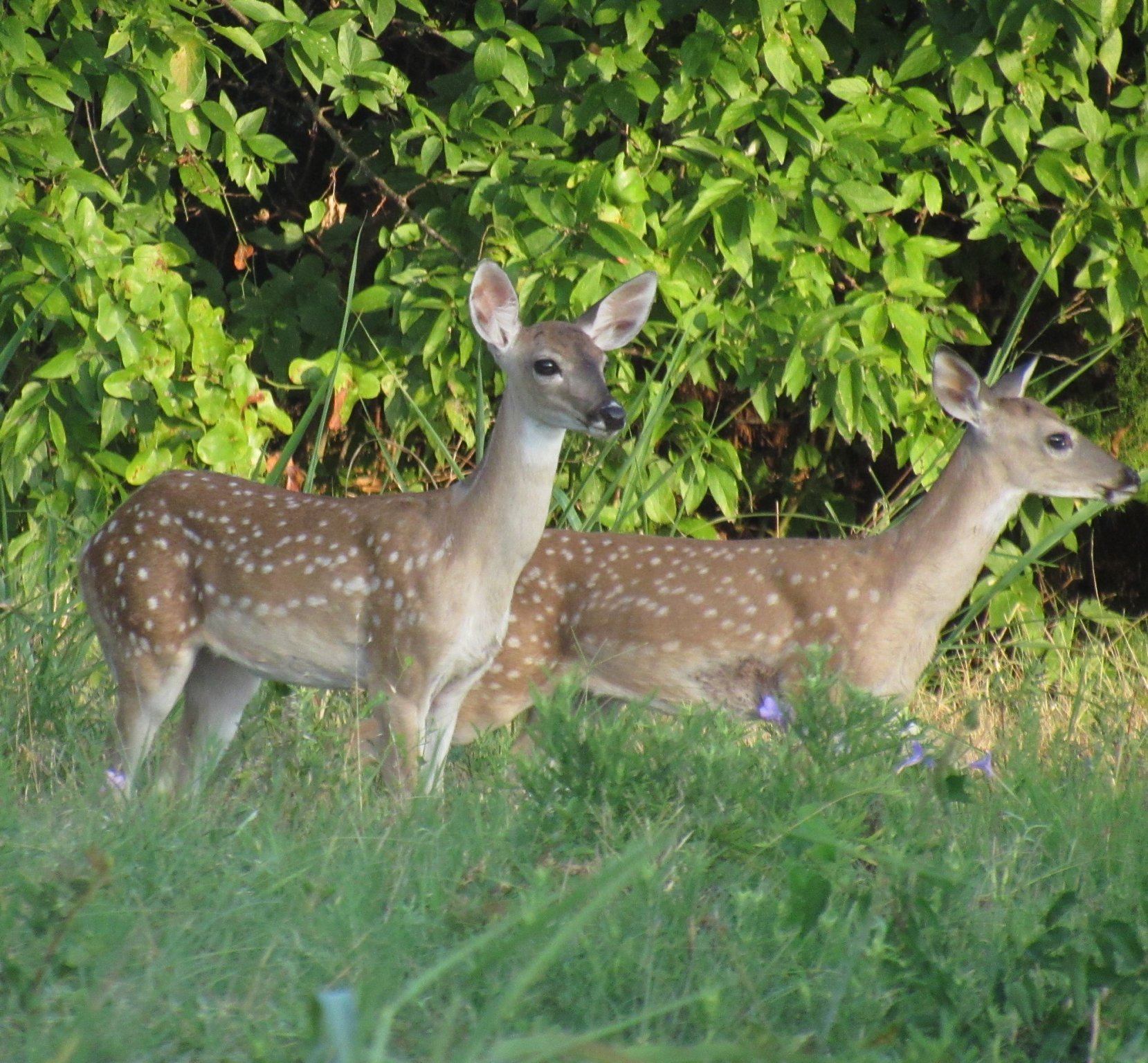 two fauns.jpg
