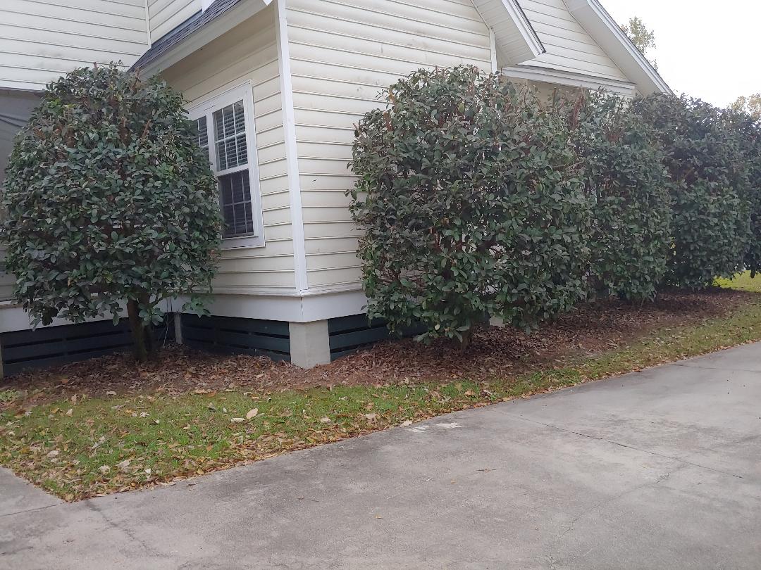 Ugly Shrubs.jpg