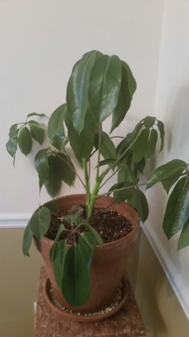 UmbrellaPlant2.jpg