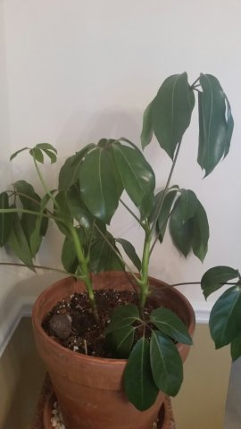 UmbrellaPlant3.jpg