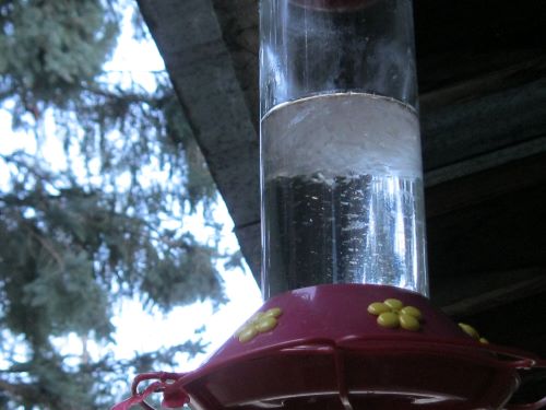 unhappy Hummers.JPG