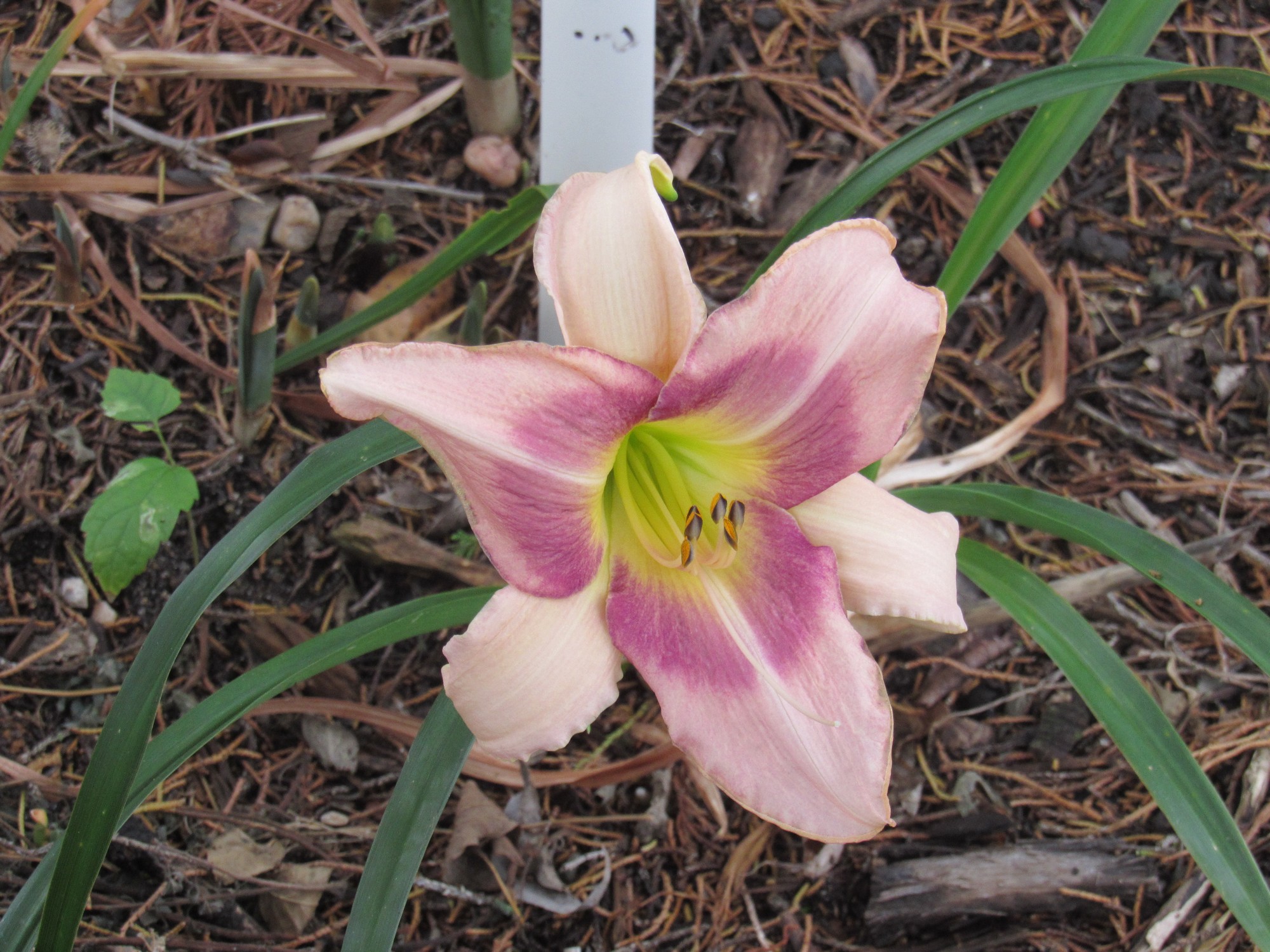 unknown daylily.jpg