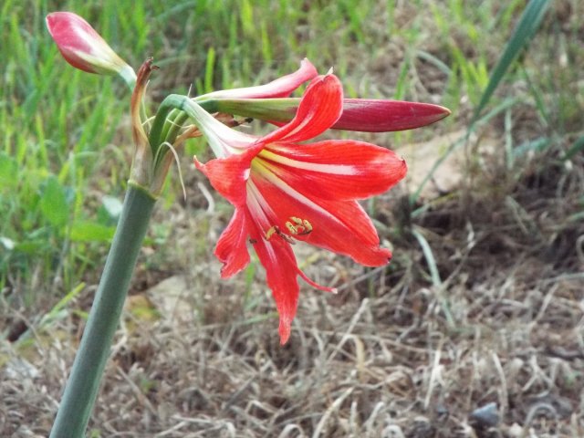 unknown lily.jpg