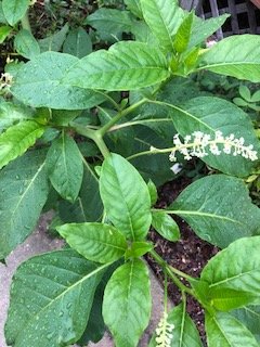 upload_2018-7-27_21-38-57.jpeg