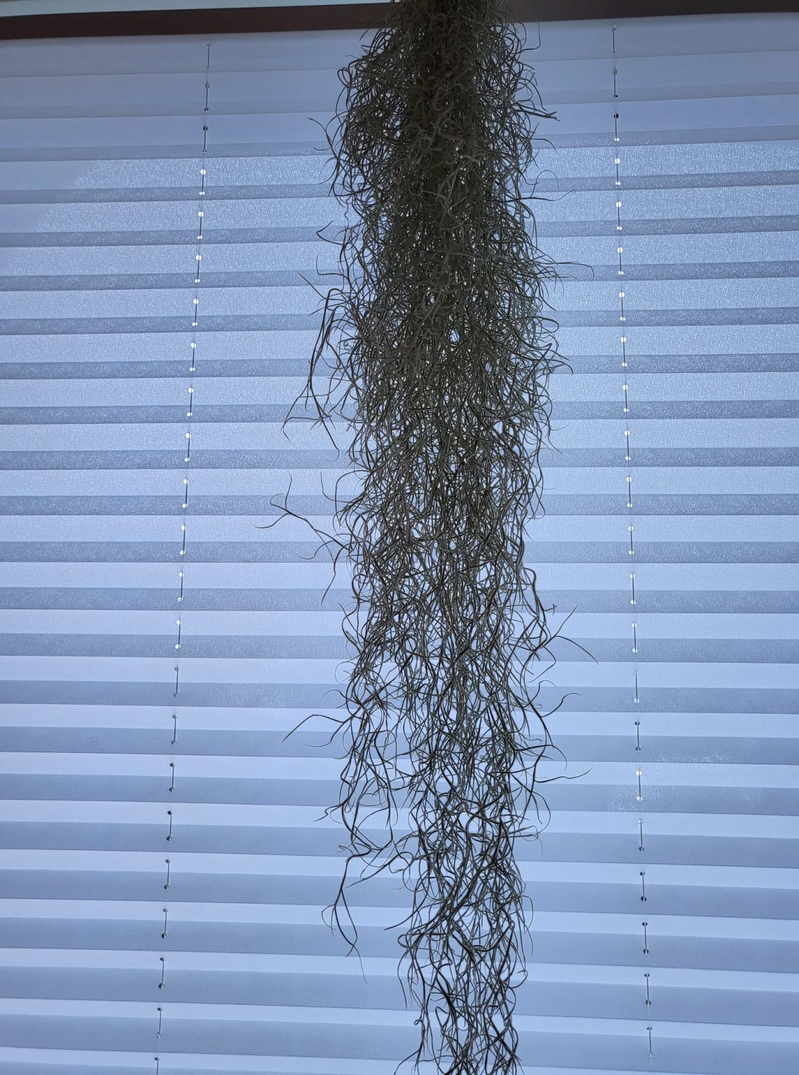 usneoides.jpg