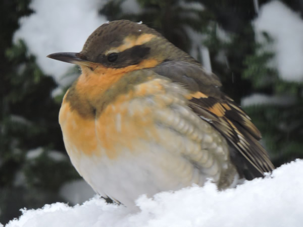 Varied Thrush female.jpg