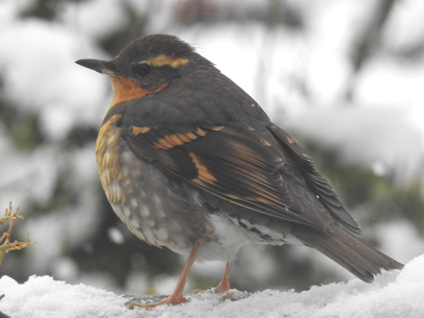 Varied Thrush male.jpg