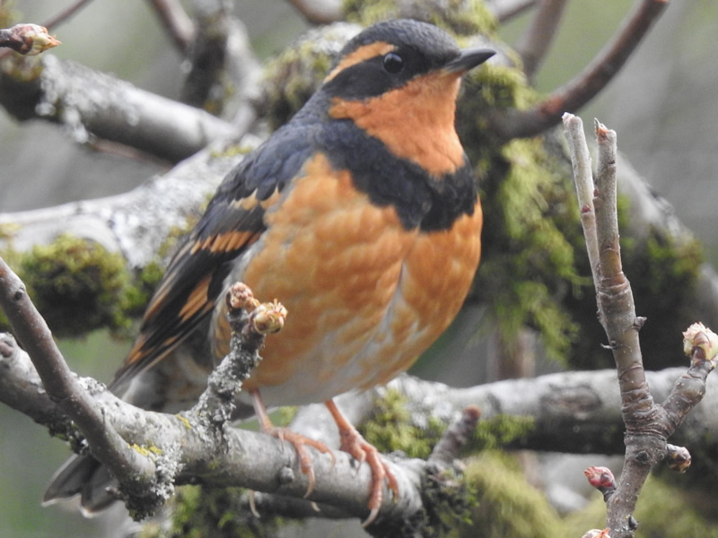 Varied thrush, male.jpg