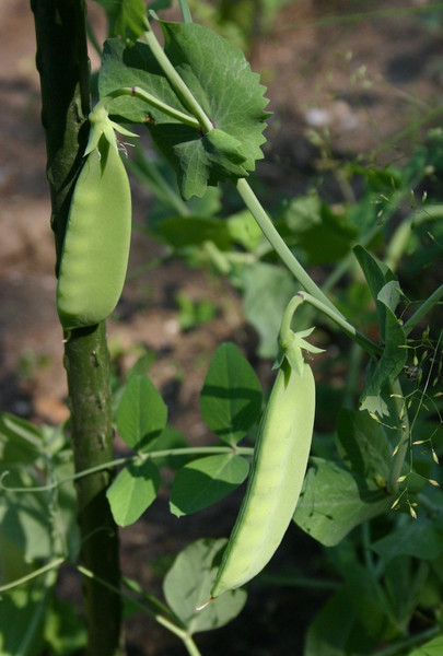 vegetables-mammoth-melting-sugar-snow-pea-heirloom-65-75-days-1_grande.jpeg