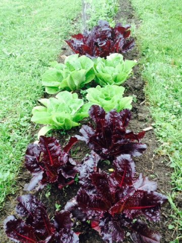 veggie 3.JPG